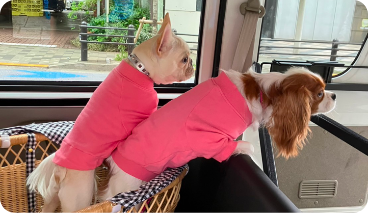 車内でくつろぐ2匹の犬