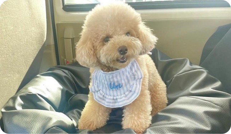 ペット用ラグジュアリーソファー