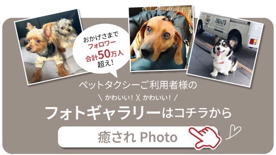 ペットタクシーを使ってくれた合計50万人越えのフォロワー様たちのかわいいかわいいフォト！